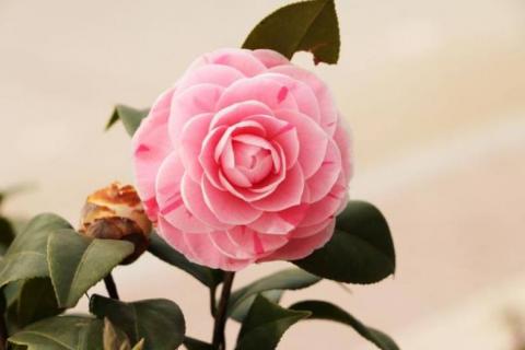 娇客是什么花 花中娇客指的是什么花