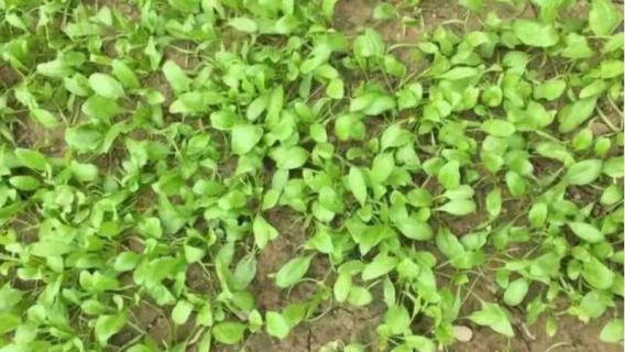 菠菜种子直接撒在地里种可以吗（种菠菜把种子处理一下这种吗?）