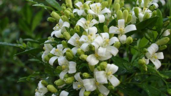 千里眼花是什么花（千里眼花树）