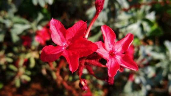 地三娘是什么植物（地三娘的别名）