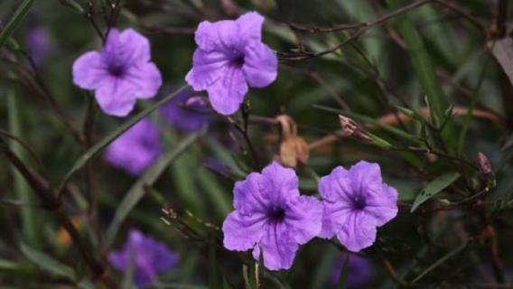 翠芦莉是多年生吗（翠芦莉生长特征）