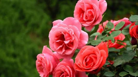 月季花是什么颜色的（月季花是什么颜色的?）