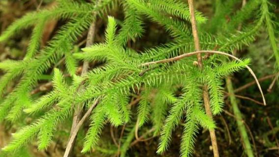 石松是什么植物（石松是什么植物类群）