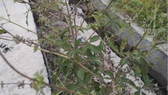 黄金棍是什么树 农村称为黄金棍的是什么树