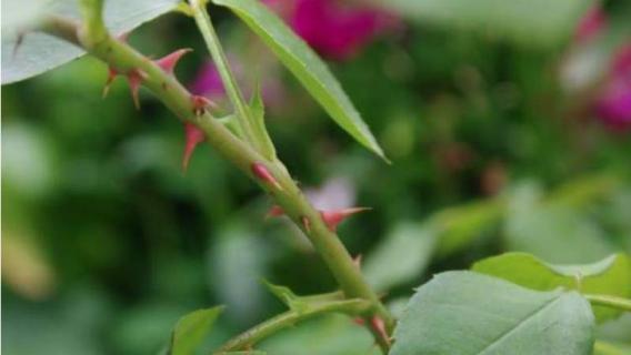 月季花有刺吗 月季花有刺吗?怎么养