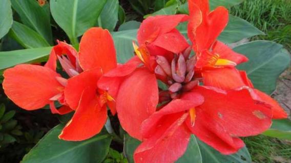 美人蕉冬季不起根会冻死吗 美人蕉冬天会冻死吗