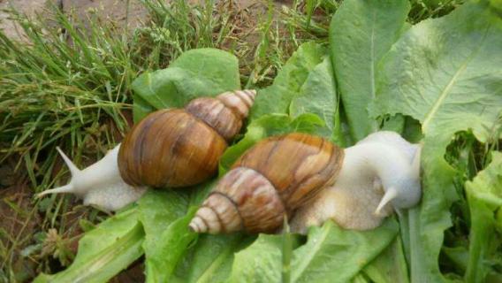 白玉蜗牛冬眠吗 白玉蜗牛冬眠么