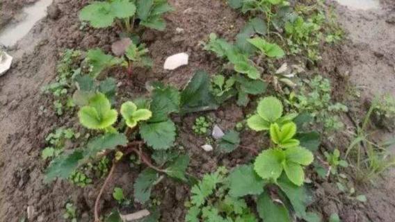 缓苗是什么意思（植物缓苗是什么意思）