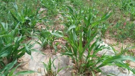 芦稷是什么植物（芦稷是什么植物类型）