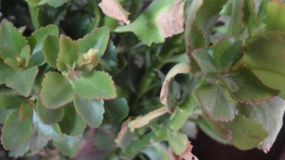 长寿花叶子卷曲怎么回事 长寿花叶片卷起来是什么原因