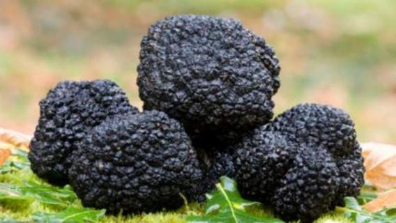 黑松露生长在什么树下（黑松露是长在什么树下）