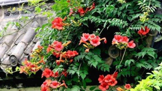 凌霄花冬天落叶吗 凌霄花越冬掉叶吗?