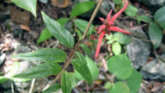 茎花板根什么现象（茎花与板根）