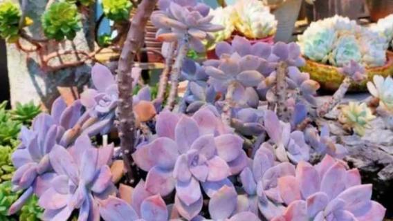 多肉紫乐耐寒多少度 多肉紫乐耐寒多少度能养