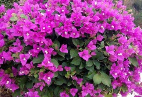 簕杜鹃和三角梅有什么区别（簕杜鹃与三角梅区别）