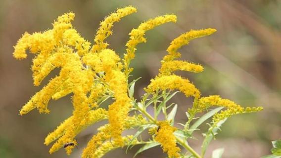 一枝花是什么花 一枝花是什么花名