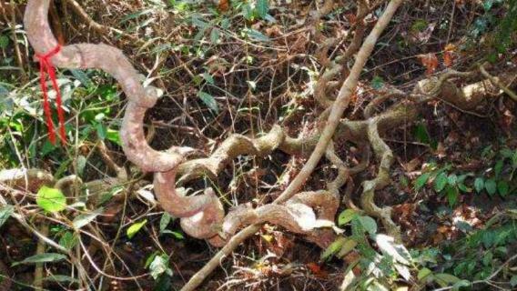 过江龙是鸡血藤吗 鸡血藤和过江龙是不是同一种中药