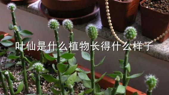 叶仙是什么植物长得什么样子（叶仙是什么样的植物）