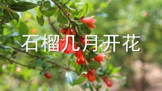 石榴几月开花 月季石榴几月开花