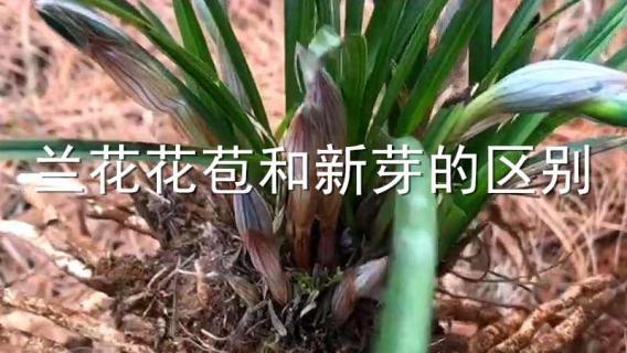 兰花花苞和新芽的区别 兰花花苞与新芽的区别