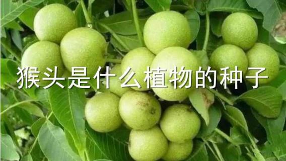 猴头是什么植物的种子 猴头是什么树的种子