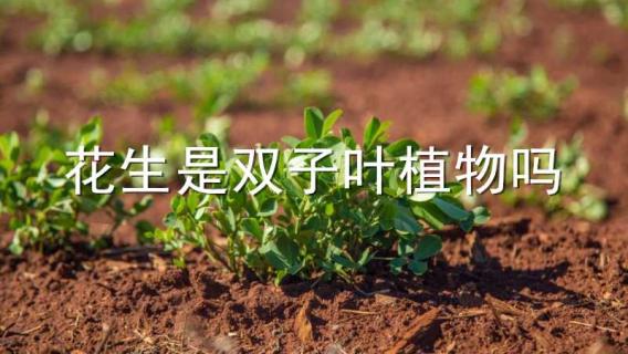 花生是双子叶植物吗（花生是双子叶植物吗图片）