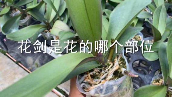 花剑是花的哪个部位 花剑有哪几个部分组成