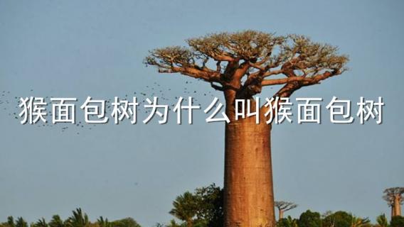 猴面包树为什么叫猴面包树（猴面包树是面包树吗）