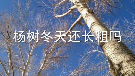 杨树冬天还长粗吗 杨树冬天长不长