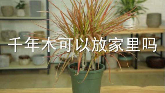 千年木可以放家里吗（千年木能不能放卧室）