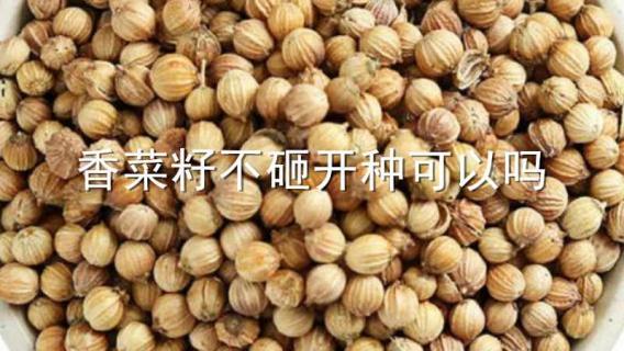 香菜籽不砸开种可以吗（香菜籽不敲碎外壳能直接种植吗）