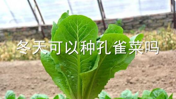 冬天可以种孔雀菜吗 夏天可以种孔雀菜吗