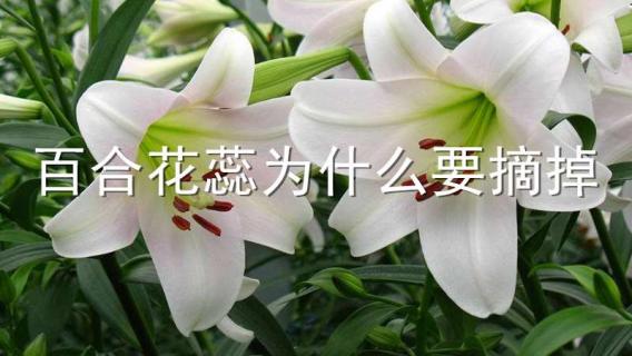 百合花蕊为什么要摘掉 百合花蕊为什么要摘掉才能开花