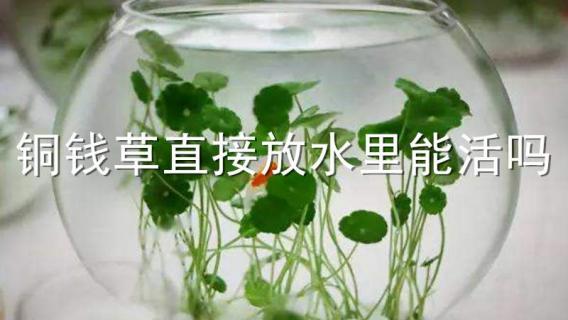 铜钱草直接放水里能活吗（铜钱草只用水能活吗）