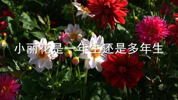 小丽花是一年生还是多年生（小丽花的花期长吗）