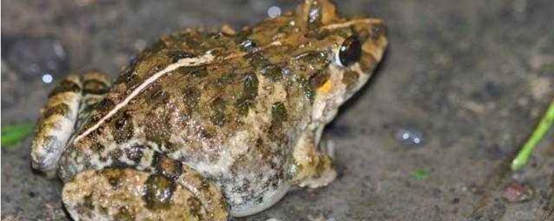 田鸡真的有寄生虫吗 田鸡真的有寄生虫吗?