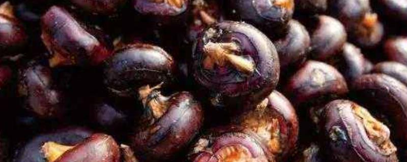 荸荠怎么剥皮，附生长环境介绍（荸荠怎么脱皮）