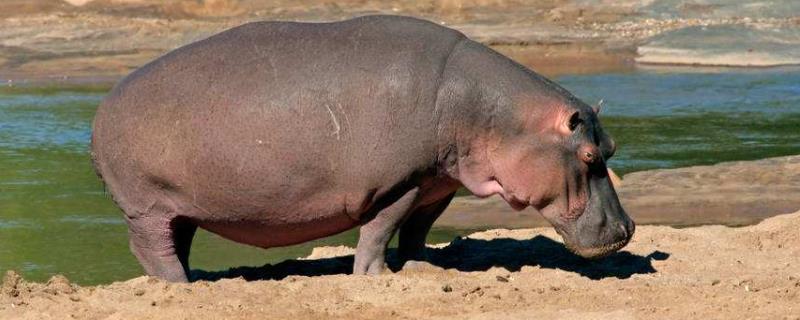 河马天敌是谁，吃什么食物 什么动物能吃河马