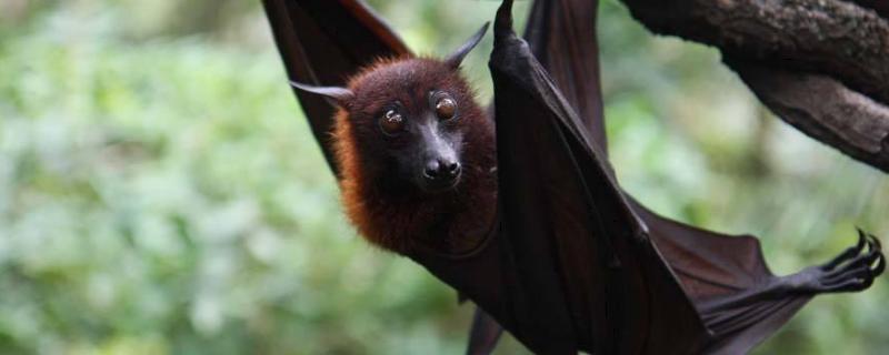 蝙蝠是鸟类吗,是胎生还是卵生 蝙蝠是鸟类吗,是胎生还是卵生昆虫