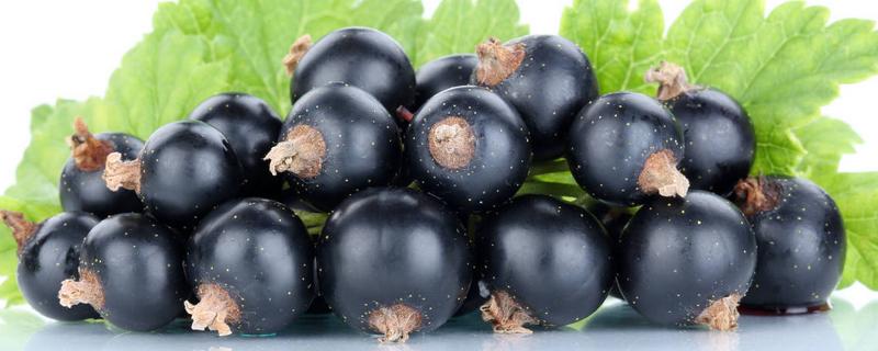 黑加仑具体的功效作用有哪些 黑加仑的功效与作用及禁忌的功效与作用