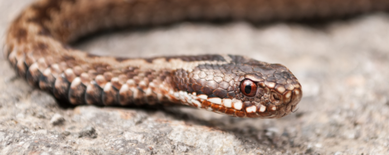 蛇怕什么东西和气味(蛇怕什么东西和气味有关)