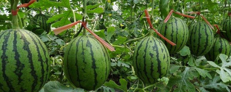 西瓜产地在什么地方，如何挑选 西瓜产地在什么地方,如何挑选产品