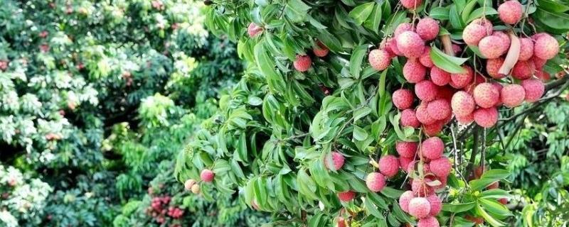 荔枝产地在哪里，附功效作用（荔枝药用功效作用）