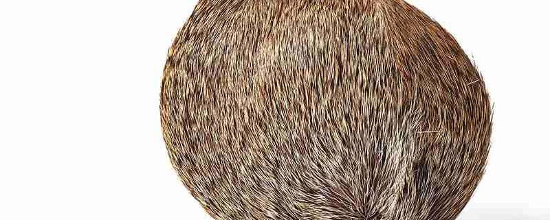 名贵中药麝香市场价格多少钱一克 名贵中药麝香市场价格多少钱一克的