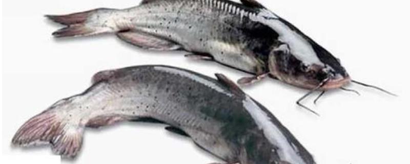 什么是黔鱼（黔鱼是哪里的）