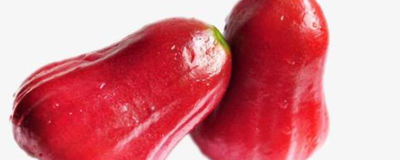 现在莲雾大概多少钱一斤（莲雾果一般多少钱一斤）