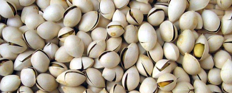 开心果产地在哪,附开心果的品种介绍