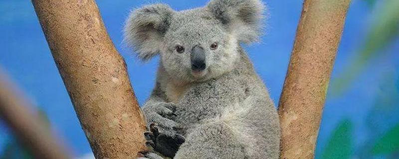 宠物考拉一般多少钱一只 宠物考拉一般多少钱一只猫