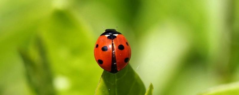 七星瓢虫吃什么，附七星瓢虫的生活习性