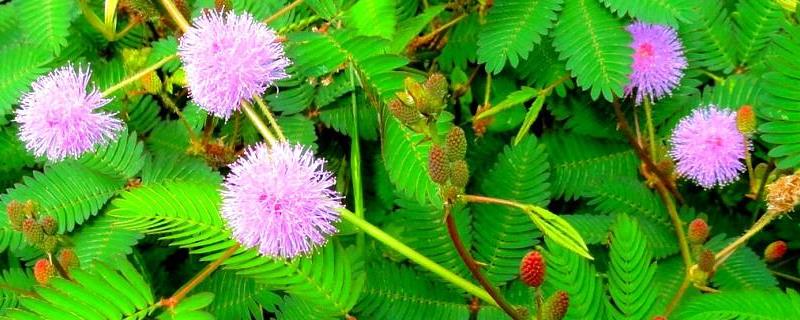 含羞草会开花吗,附养殖方法(含羞草怎么养才能开花)